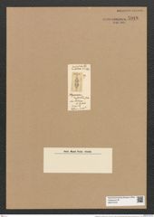 Plagiogramma constrictum Grev. (de-Toni-Nr.: Genus 83, Species 2926) Zeichnungen Sammlung Grunow Nr. 5918 (NHMW-BOT-W0374379)